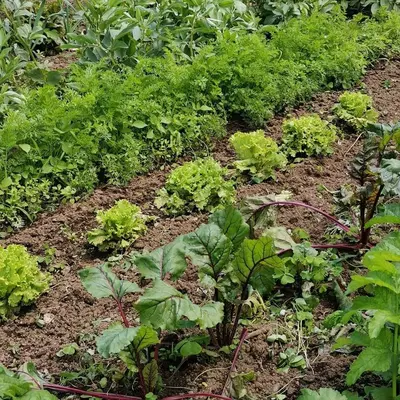 a garden with green plants on the ground at La Bouriotte, chambre d'hôtes Sycomore, in Labastide-Rouairoux
