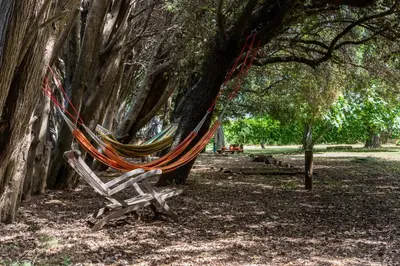 a hammock sitting under a tree in a park at Domaine de Parazols in Fabrezan