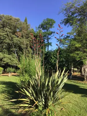a plant in a park with trees in the background at Domaine de Parazols in Fabrezan