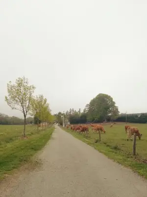 a herd of brown cows grazing on the side of a road at Les chalets de Bes 