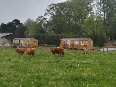 a group of cows grazing in a field of grass at Les chalets de Bes 