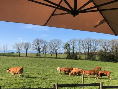 a herd of cows grazing in a field with an umbrella at Les chalets de Bes Le Montagnol in Lacombe