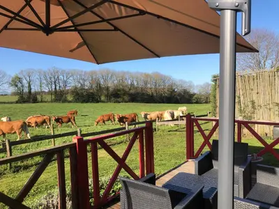 a group of cows grazing in a field with an umbrella at Les chalets de Bes Le Montagnol in Lacombe