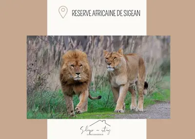 two lions walking down a dirt road at Apartment La Terasse in Carcassonne
