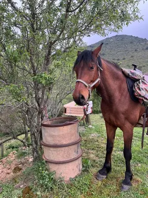 a horse standing next to a barrel in a field at Yourte Mongole Insolite - Gîte Saint Roch in Tuchan