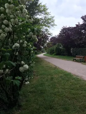 a path with a bush with white flowers next to a bench at les camélias in Mazamet