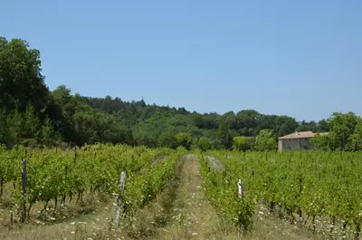 a dirt road through a field of corn at Grès Vaillant in Saint-Polycarpe