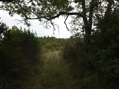 a dirt road in the middle of a forest at Grès Vaillant in Saint-Polycarpe