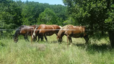 three horses grazing in a field behind a fence at Grès Vaillant in Saint-Polycarpe