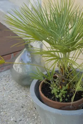 two plants in pots sitting next to a wall at La Maison Vieille Maison d'Hôtes & Gîtes in Carcassonne