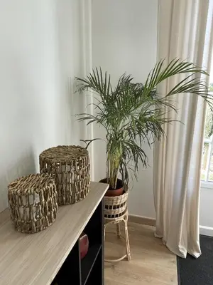 two plants sitting on a table in a room at Le Gîte de la Bade in Villegailhenc