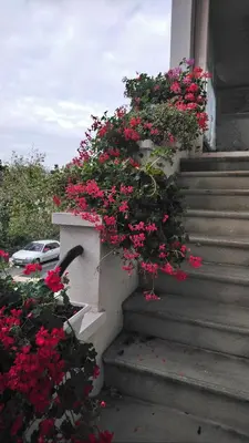 a bunch of flowers on the steps of a house at Chez Charlotte et Michel in Brassac