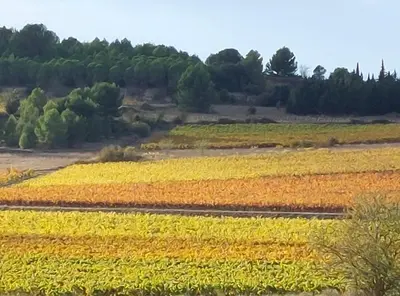 a field of yellow crops with trees in the background at Studio Les Régates avec loggia et parking gratuit Plage du Grazel Gruissan in Gruissan