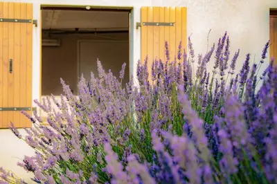 a bunch of purple flowers in front of a door at Gîte Lempery in Puéchoursi