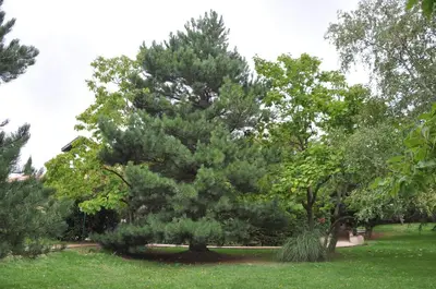 a large pine tree in a field of grass at Domaine de Hurlevent in Montgaillard-Lauragais