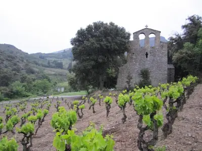 a vineyard with a building and a bunch of green grapes at Maison de la Fontaine in Embres-et-Castelmaure