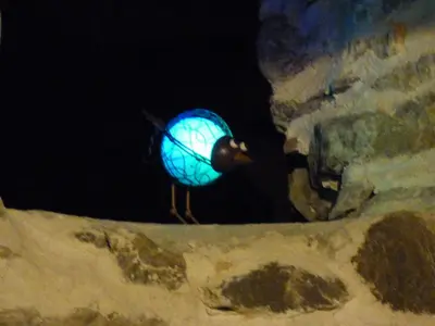 a blue bird standing on a rock at night at L'Ostalet in Prugnanes