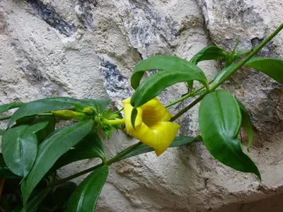 a yellow flower on a plant next to a stone wall at L'Ostalet in Prugnanes