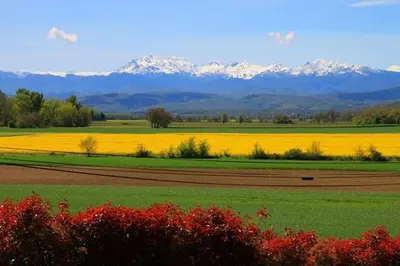 a field with yellow flowers and mountains in the background at Parc Des Oliviers in Gaudiès