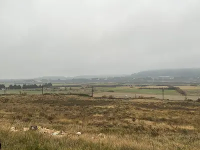a field with a herd of animals in the grass at maison des corbieres in Conilhac-Corbières