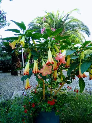 a plant with flowers in a pot in a garden at La Maison des Palmiers in Homps