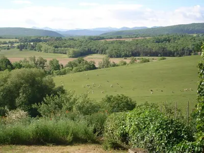 a herd of sheep grazing in a green field at Gîte du Tarbésou in Régat