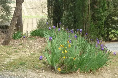 a bunch of purple and yellow flowers in a garden at LES BRUYERES chambre d'hôte de charme Calme assuré in Loupia