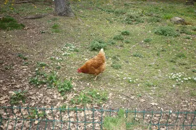 a chicken walking in the grass near a fence at LES BRUYERES chambre d'hôte de charme Calme assuré in Loupia