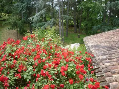 a bunch of red flowers in a garden at LES BRUYERES chambre d'hôte de charme Calme assuré in Loupia