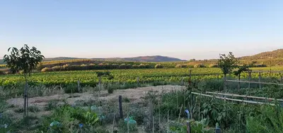 a garden with crops in a field with mountains in the background at Château La Sabine in Saint-Laurent-de-la-Cabrerisse