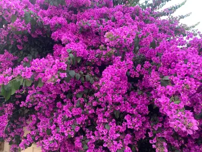 a bunch of purple flowers on a wall at La Maison narbonnaise in Narbonne