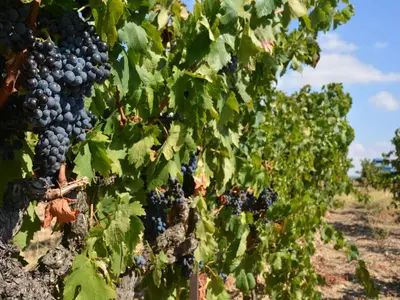 a bunch of grapes on the vine in a vineyard at Villa in Malves near Carcassonne Pool in Malves-en-Minervois