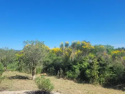 a field with trees and yellow flowers on a hill at Villa in Beaufort with Pool & Views in Beaufort