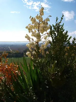 a plant with white flowers in a field at La Ginelle - Appartement Guy in Airoux