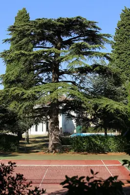 a large pine tree in front of a tennis court at La Ginelle - Appartement Guy in Airoux