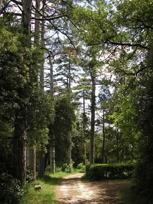a dirt road through a forest with trees at La Ginelle - Appartement Bocage in Airoux