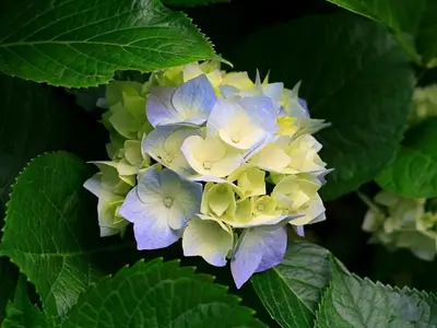 a close up of a yellow and blue flower at LE CLOS DES COLVERTS in Campagne-sur-Aude
