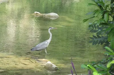 a bird walking in the water with two ducks in the water at KiOui in Rennes-les-Bains