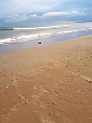 a dog is walking on the beach at Méditerranée in Sigean