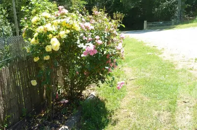 a bush of flowers on the side of a fence at Gîte la Lanterne transition écologique avec borne de recharge 7kw Site sous vidéo protection in Nalzen