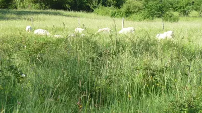 a herd of sheep grazing in a field of tall grass at Gîte la Lanterne transition écologique avec borne de recharge 7kw Site sous vidéo protection in Nalzen