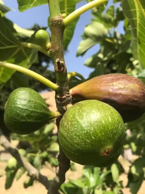 two green fruit hanging from a tree branch at Ma caravane dans les collines in Villeneuve-la-Comptal