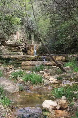 a creek with a waterfall in the middle of a forest at Le Therminus chambres d hôtes in Rennes-les-Bains