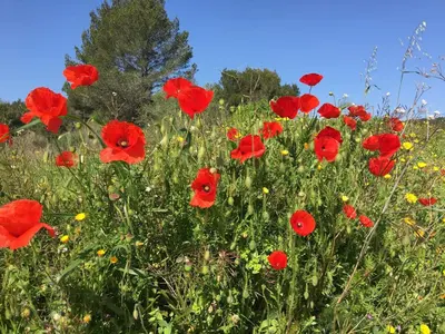 a field of red poppies in a field at Tranquil Villa with Pool in Lézignan-Corbières