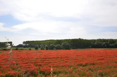 a field full of red flowers in a field at La petite Cigale in Cesseras