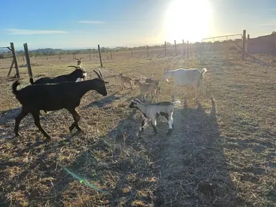 a group of goats standing in a field at Domaine de la Matte in Conques-sur-Orbiel