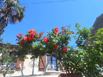 a bush of red roses on a building at Maison Palmeral in Coustaussa
