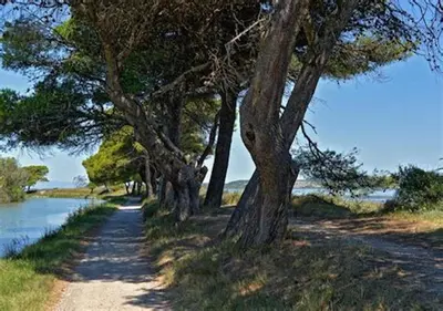 a tree lined path next to a body of water at gite echarou agréable maison de famille in Sigean