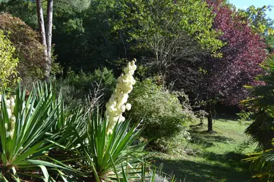 a plant with white flowers in a garden at Horizons Verts Appartement Jasmin in Puivert