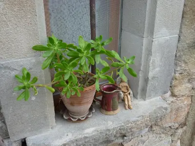 a couple of plants sitting on a window sill at Chambre d'Hôtes la Poterie in Caunes-Minervois